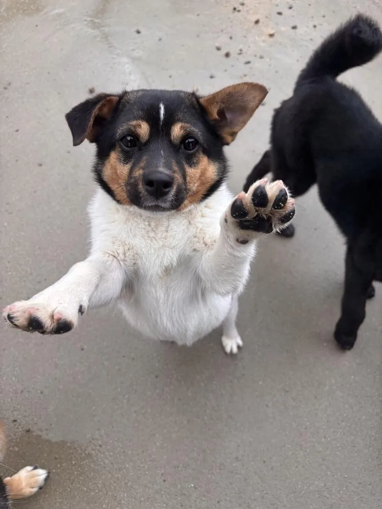 A baby small-sized male Jindo dog named Bongbong for adoption in Long Island City, NY