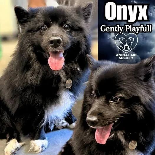 An adult medium-sized male Pomeranian dog named Onyx for adoption in Hampton, VA