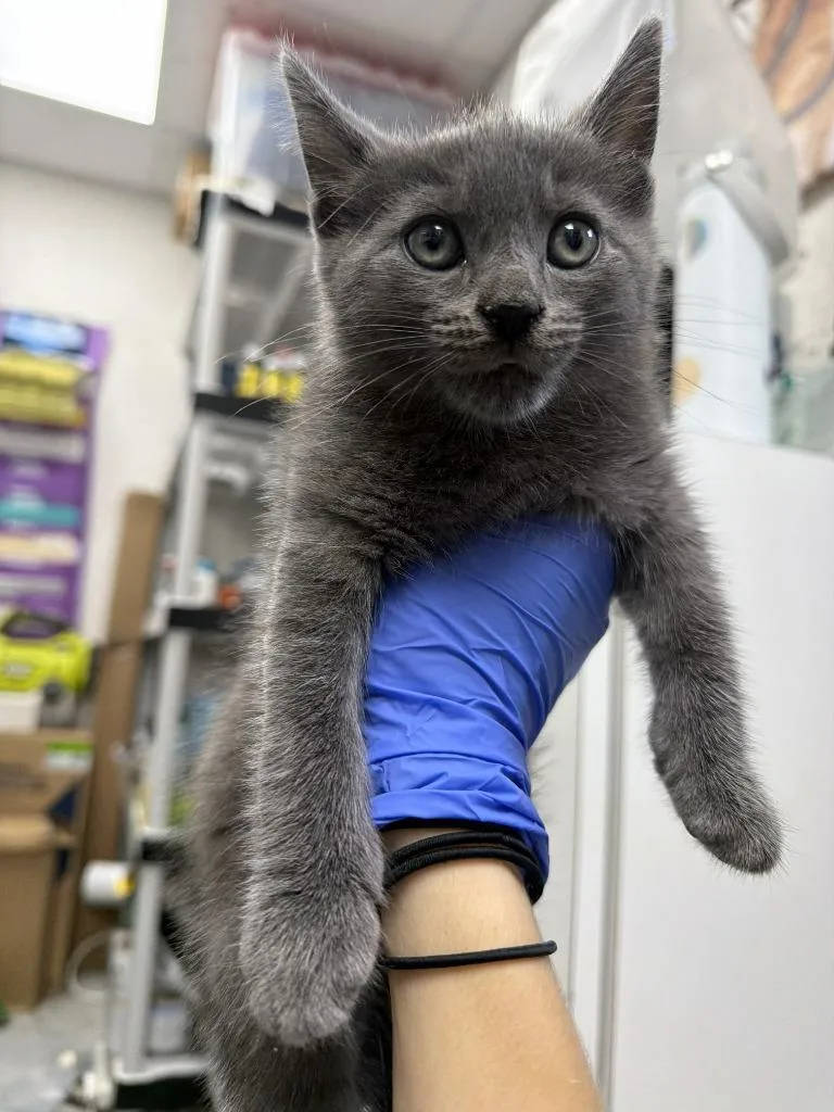 A baby medium-sized female Domestic Short Hair cat named Pipi for adoption in Pomona, NY