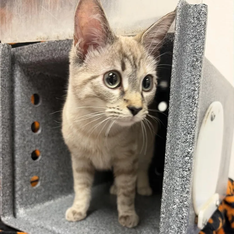 A young small-sized female Siamese cat named White cat for adoption in Henderson, NV