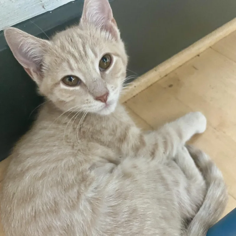 A baby small-sized female Buff / Tan / Fawn Domestic Short Hair cat named Muenster for adoption in Richmond, VA