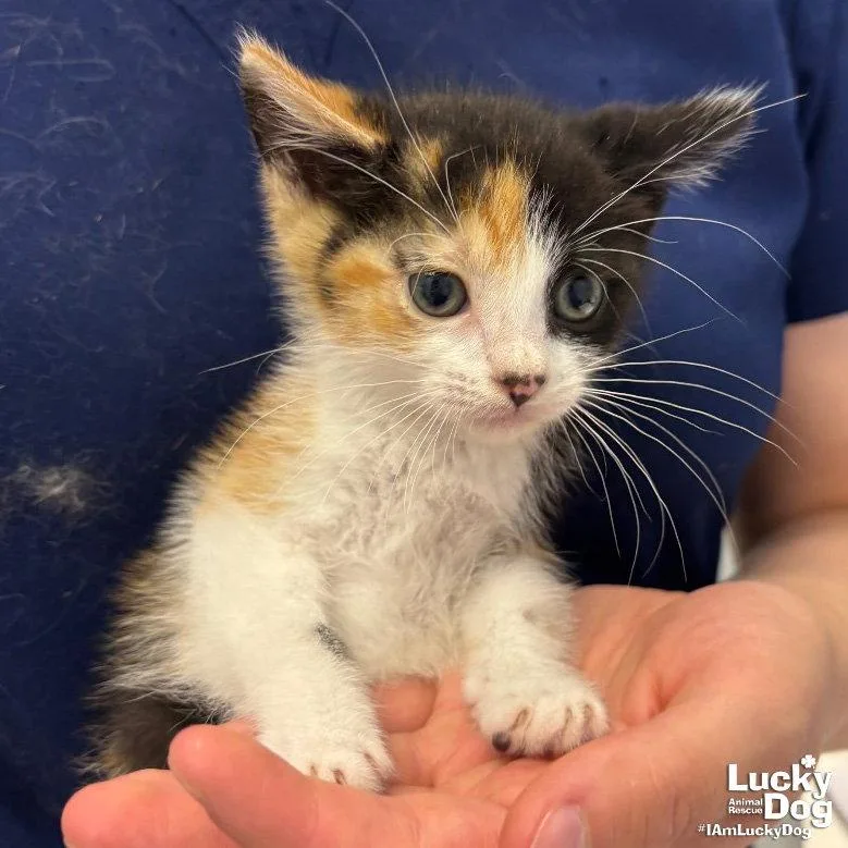 A baby medium-sized female Domestic Short Hair cat named Tamara for adoption in Washington, DC