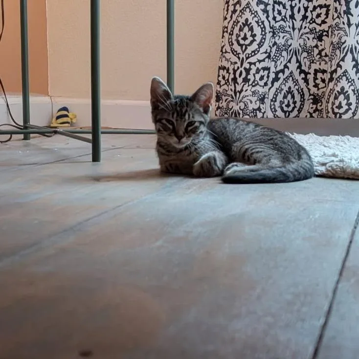 A baby small-sized male Brown / Chocolate Domestic Long Hair cat named Rigatoni for adoption in Durango, CO