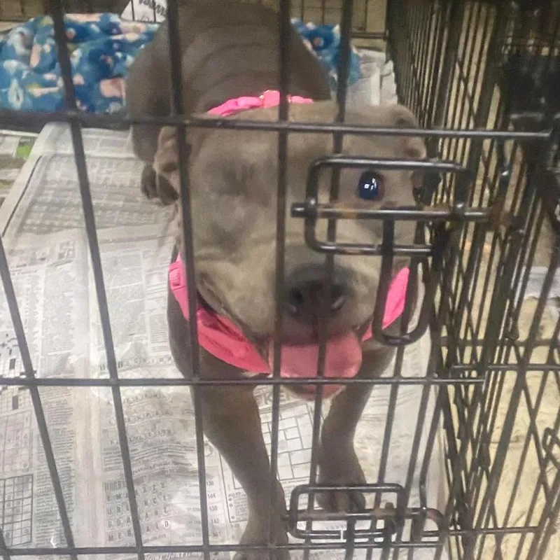 An adult medium-sized female Gray / Blue / Silver Mixed Breed dog named Precious for adoption in Huntington, WV