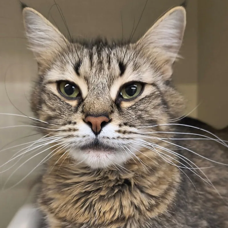 A senior medium-sized female Tabby (Brown / Chocolate) Domestic Medium Hair cat named Ophelia for adoption in Saint Marys, PA