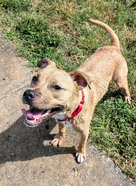 An adult large-sized male Mixed Breed dog named Twix for adoption in Palmetto, FL
