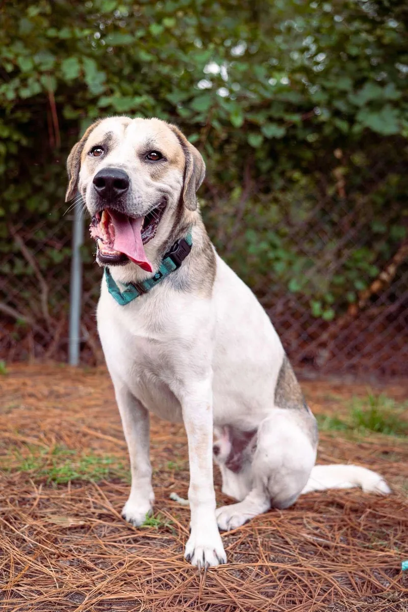 An adult large-sized male Tricolor (Brown, Black, & White) Great Pyrenees dog named Atlas for adoption in Raeford, NC