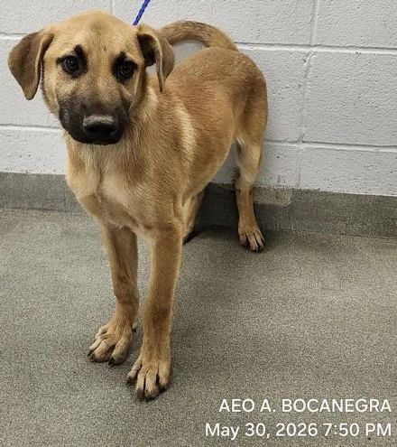 A young medium-sized male German Shepherd Dog dog named Big Boy for adoption in Houston, TX