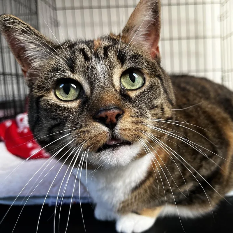A senior large-sized female Brown / Chocolate Domestic Short Hair cat named Millie for adoption in Middletown, NY