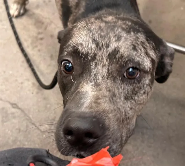 An adult medium-sized male Catahoula Leopard Dog dog named Justin for adoption in Tucson, AZ