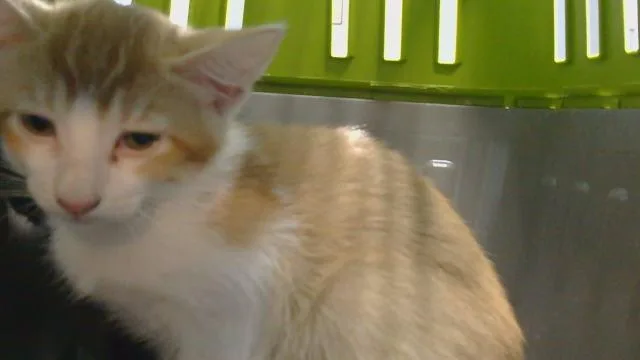 A baby small-sized male Domestic Short Hair cat named Strawberry for adoption in Gardena, CA