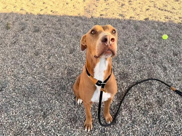 A young large-sized female Vizsla dog named Virginia for adoption in Phoenix, AZ