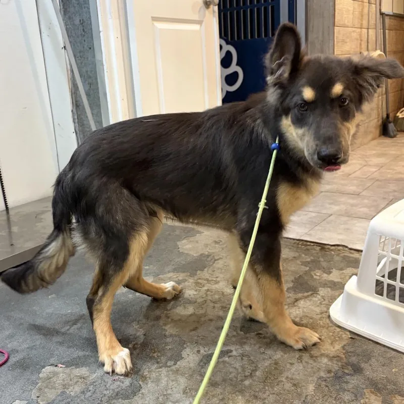 A baby medium-sized male Brown / Chocolate Australian Shepherd dog named Baloo for adoption in Newberg, OR