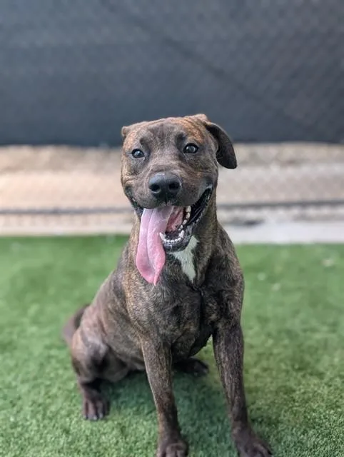 A young large-sized female Mixed Breed dog named Arcane for adoption in Dallas, TX