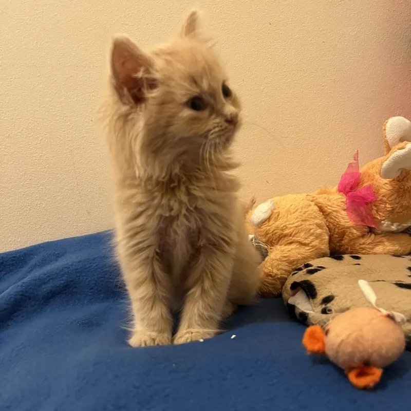 A baby small-sized female Buff / Tan / Fawn Domestic Medium Hair cat named Fluff for adoption in Greensboro, NC
