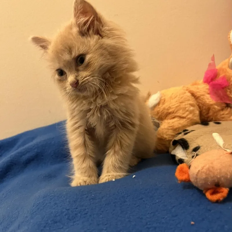 Fluff thumbnail 2