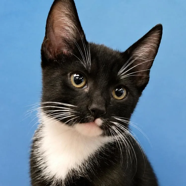 A baby small-sized male Black Domestic Short Hair cat named Corvin for adoption in Wickenburg, AZ