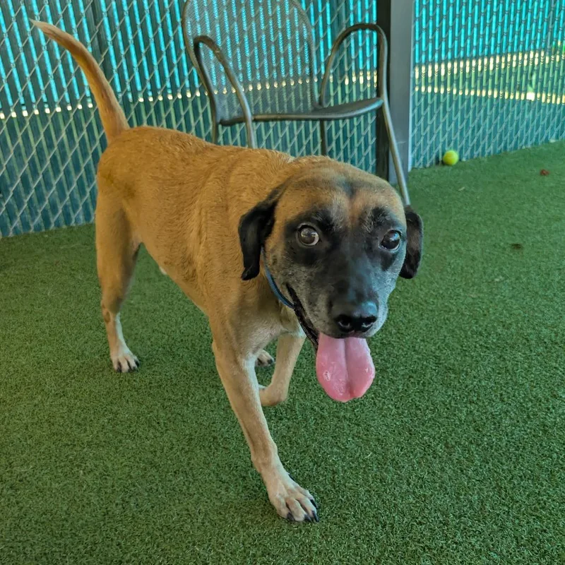 An adult medium-sized male Yellow / Tan / Blond / Fawn Black Mouth Cur dog named Leo for adoption in Lakeland, FL
