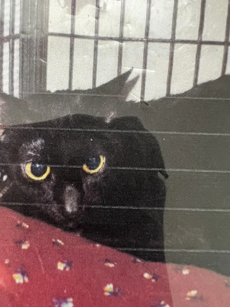 An adult medium-sized female Black Domestic Short Hair cat named Trinity for adoption in New Windsor, NY