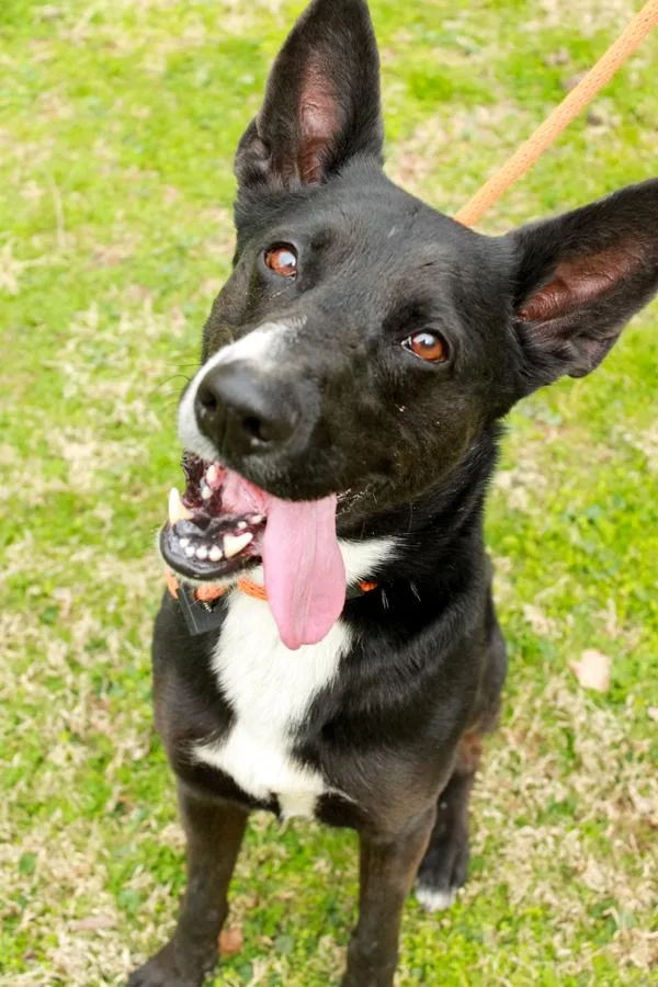 An adult medium-sized male Black Border Collie dog named Baron for adoption in Ona, WV
