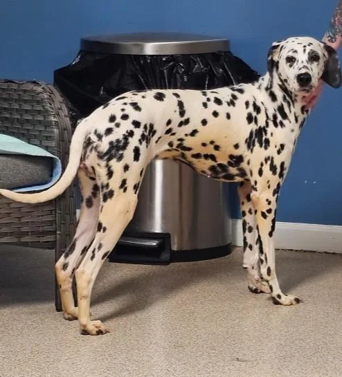 A young medium-sized female Harlequin Dalmatian dog named Nelly for adoption in Sunderland, MD