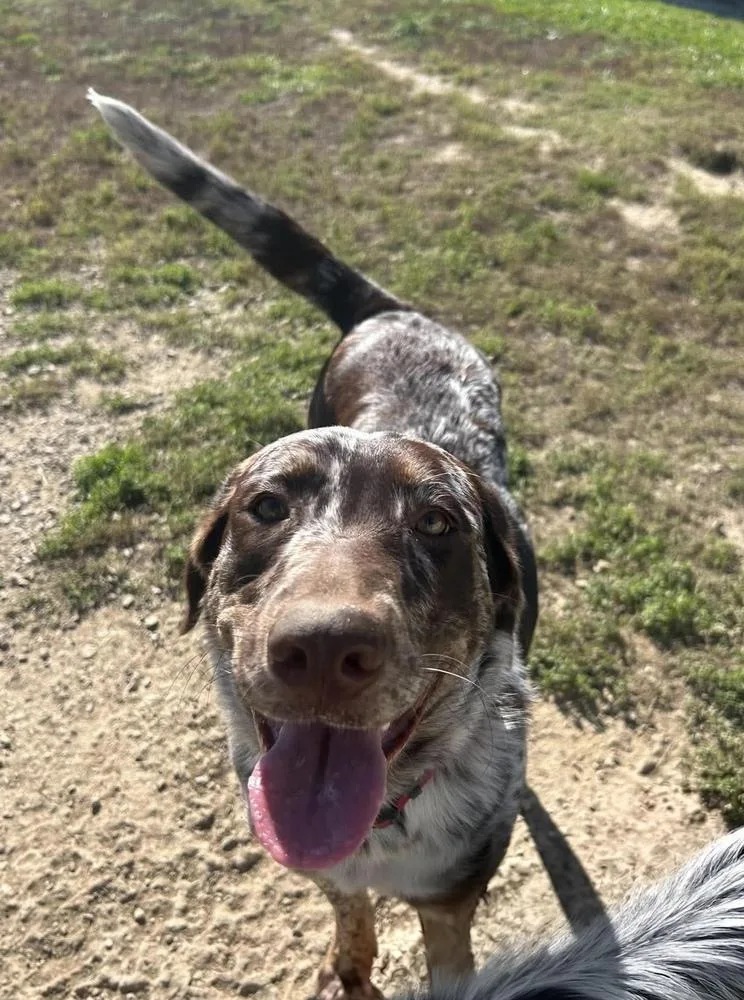 A baby medium-sized female Merle (Red) Australian Shepherd dog named Ruth for adoption in Ringwood, IL