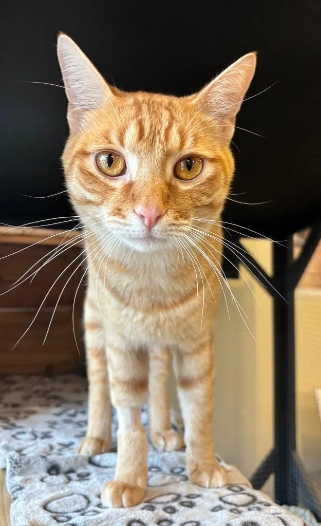 An adult large-sized male Domestic Short Hair cat named Raphael for adoption in Little Elm, TX