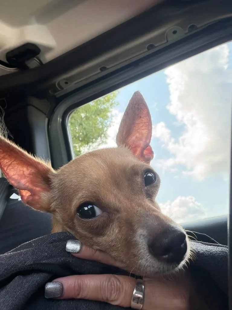 Taco