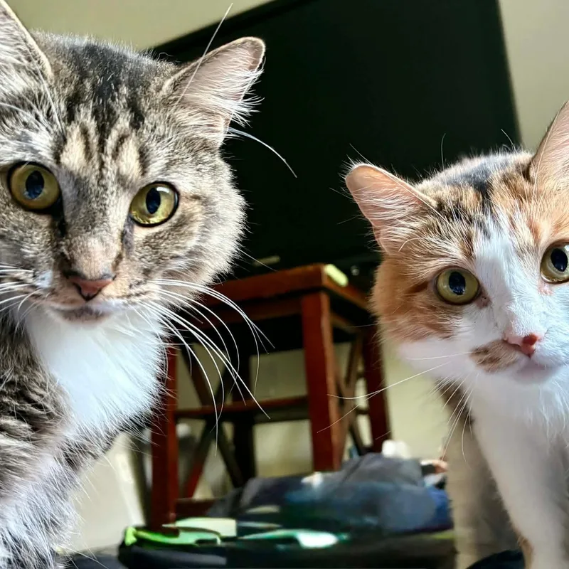 An adult medium-sized female Calico cat named Ivy & Harley for adoption in Gladstone, OR