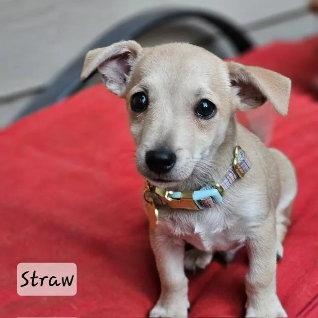 Straw thumbnail 2