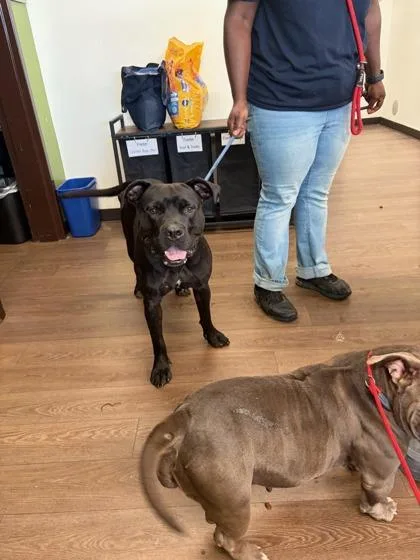 An adult large-sized male Mixed Breed dog named JayZ for adoption in Atlanta, GA