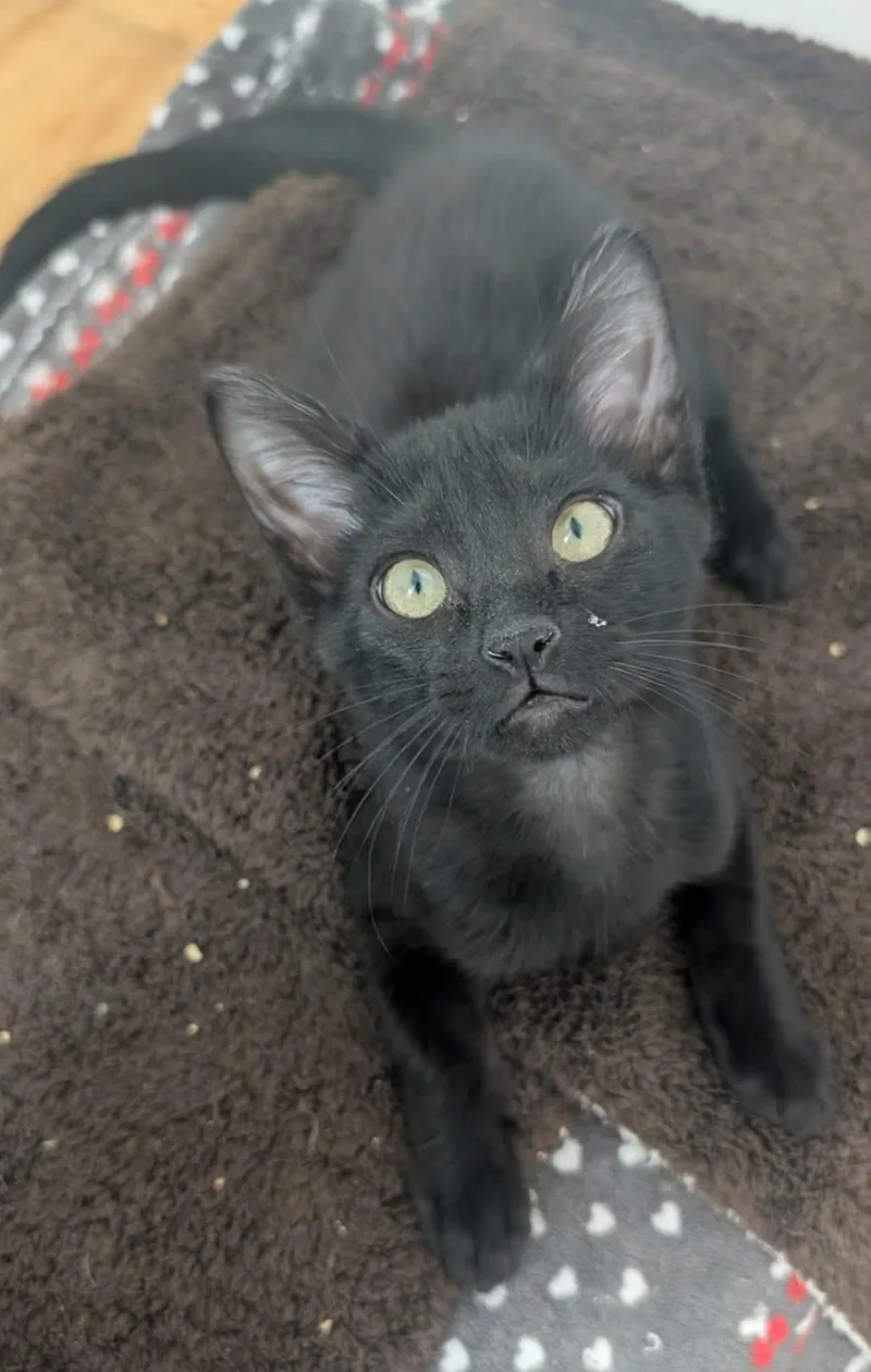 A baby small-sized male Black Domestic Short Hair cat named Chocolate Chip Muffin for adoption in Chandler, AZ