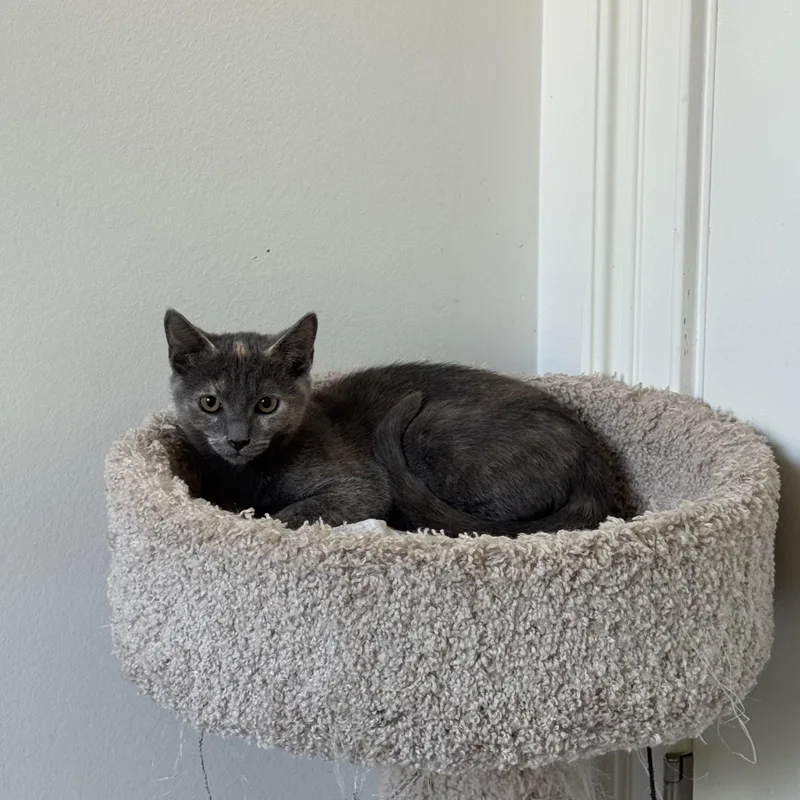 A baby medium-sized female Dilute Tortoiseshell cat named Sugar for adoption in Tuscaloosa, AL