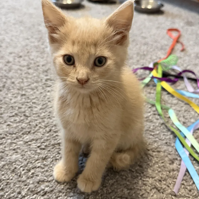 A baby medium-sized female Orange & White Domestic Short Hair cat named Peanut Butter for adoption in Victor, NY