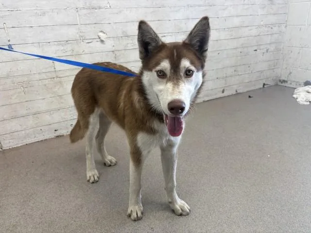 A young medium-sized male Siberian Husky dog named Kingston for adoption in San Bernardino, CA