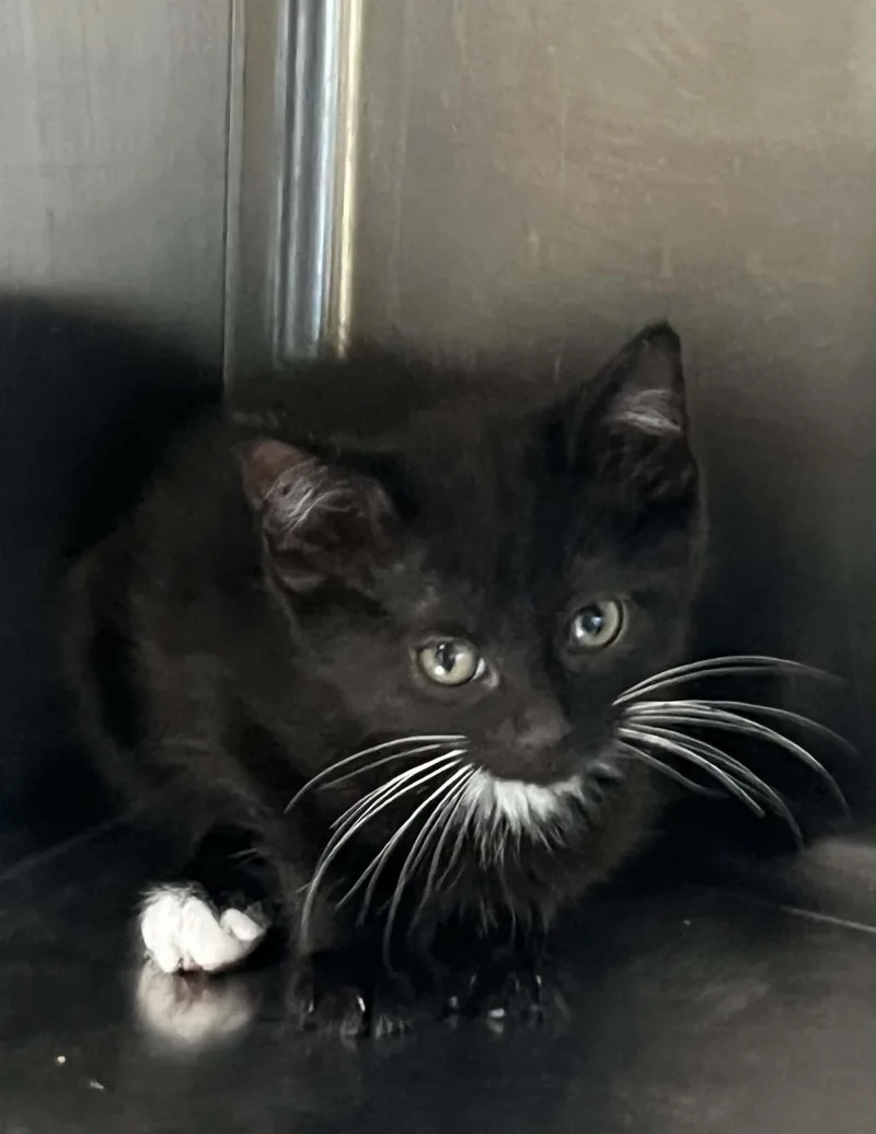 A young medium-sized male Black & White / Tuxedo Domestic Short Hair cat named Cucumber for adoption in Austin, MN