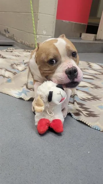 An adult medium-sized male Pit Bull Terrier dog named Mitch for adoption in Indianapolis, IN