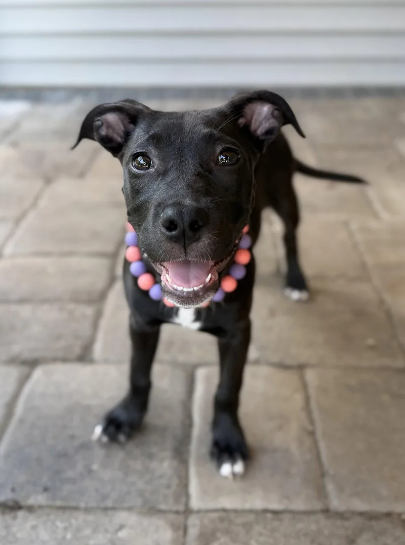 A young medium-sized female Terrier dog named Crumbles for adoption in Greenville, SC