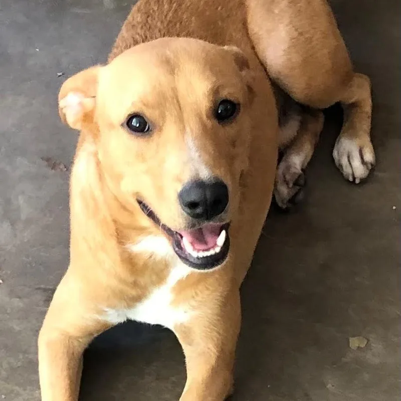 A young medium-sized male Yellow Labrador Retriever dog named Simbah for adoption in New Orleans, LA
