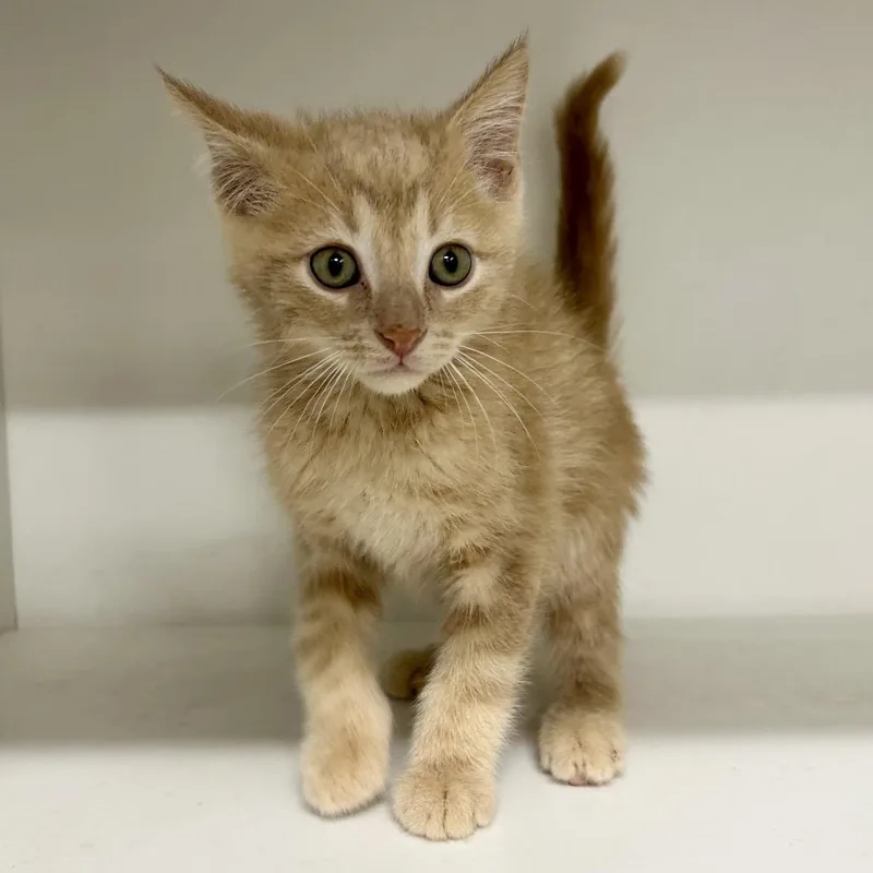 A baby small-sized male Domestic Short Hair cat named Ray Ray for adoption in St Joseph, MO