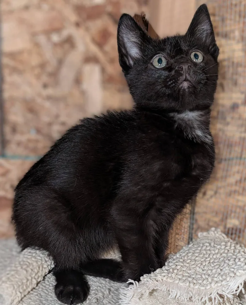 A baby large-sized male Black Tabby cat named Rocket for adoption in Libby, MT