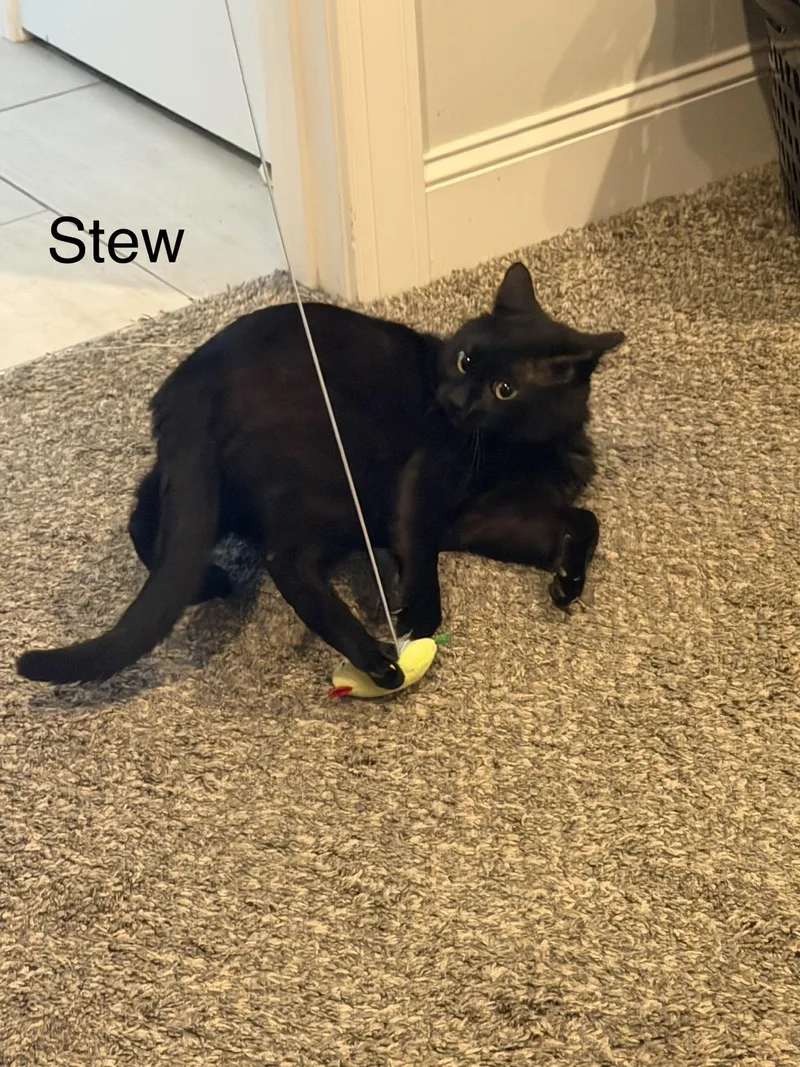 Stew