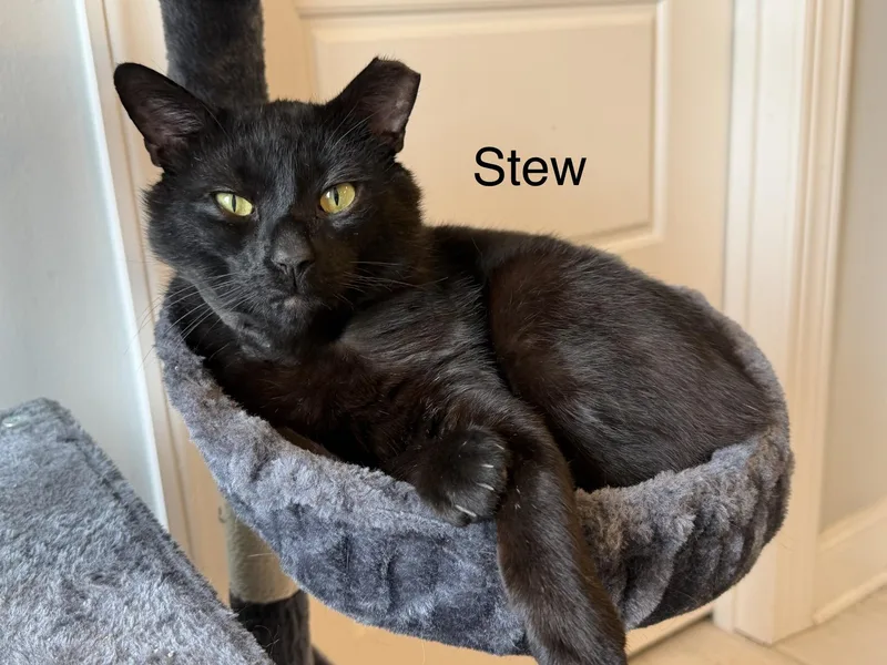 Stew thumbnail 2