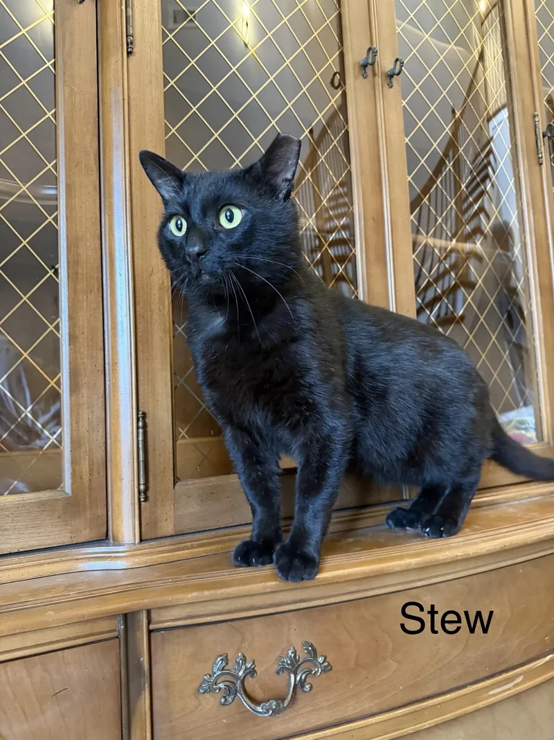 Stew thumbnail 4
