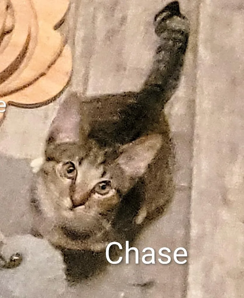 A baby medium-sized male Domestic Short Hair cat named Chase for adoption in Las Vegas, NV