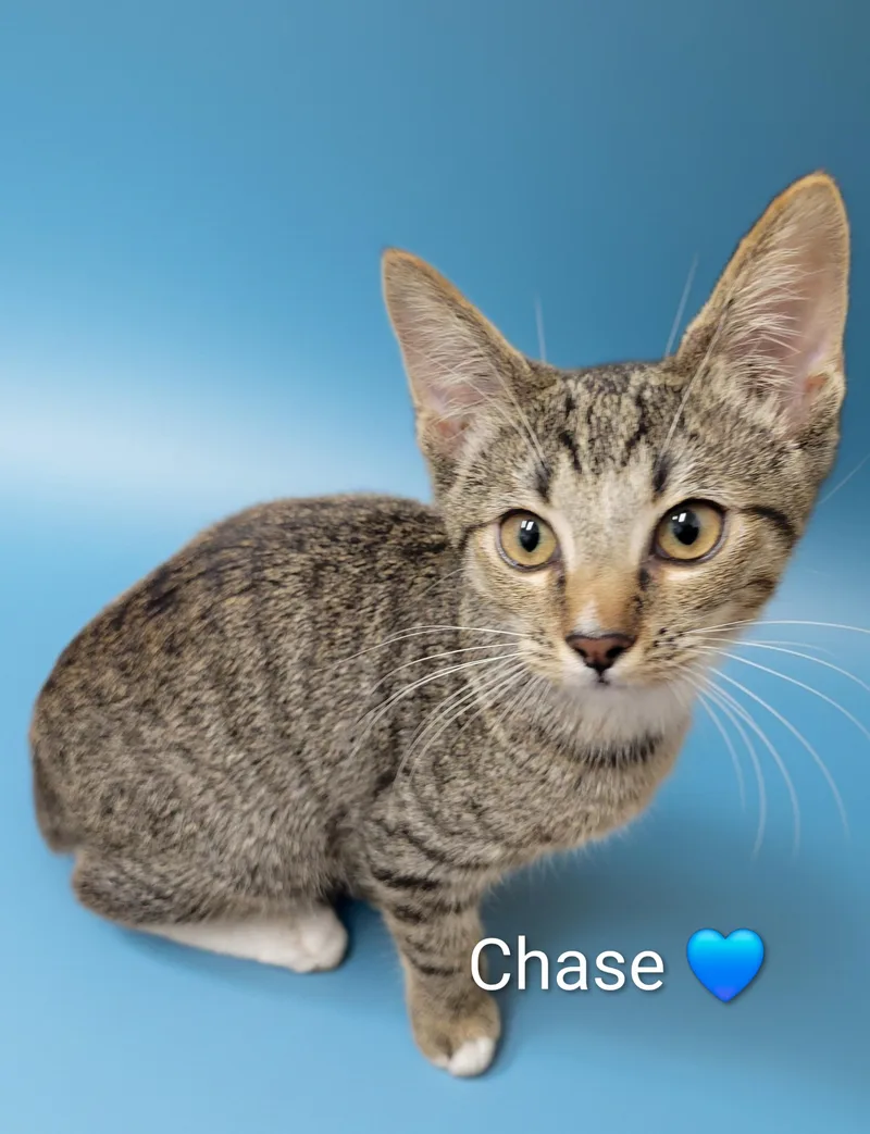 Chase thumbnail 3