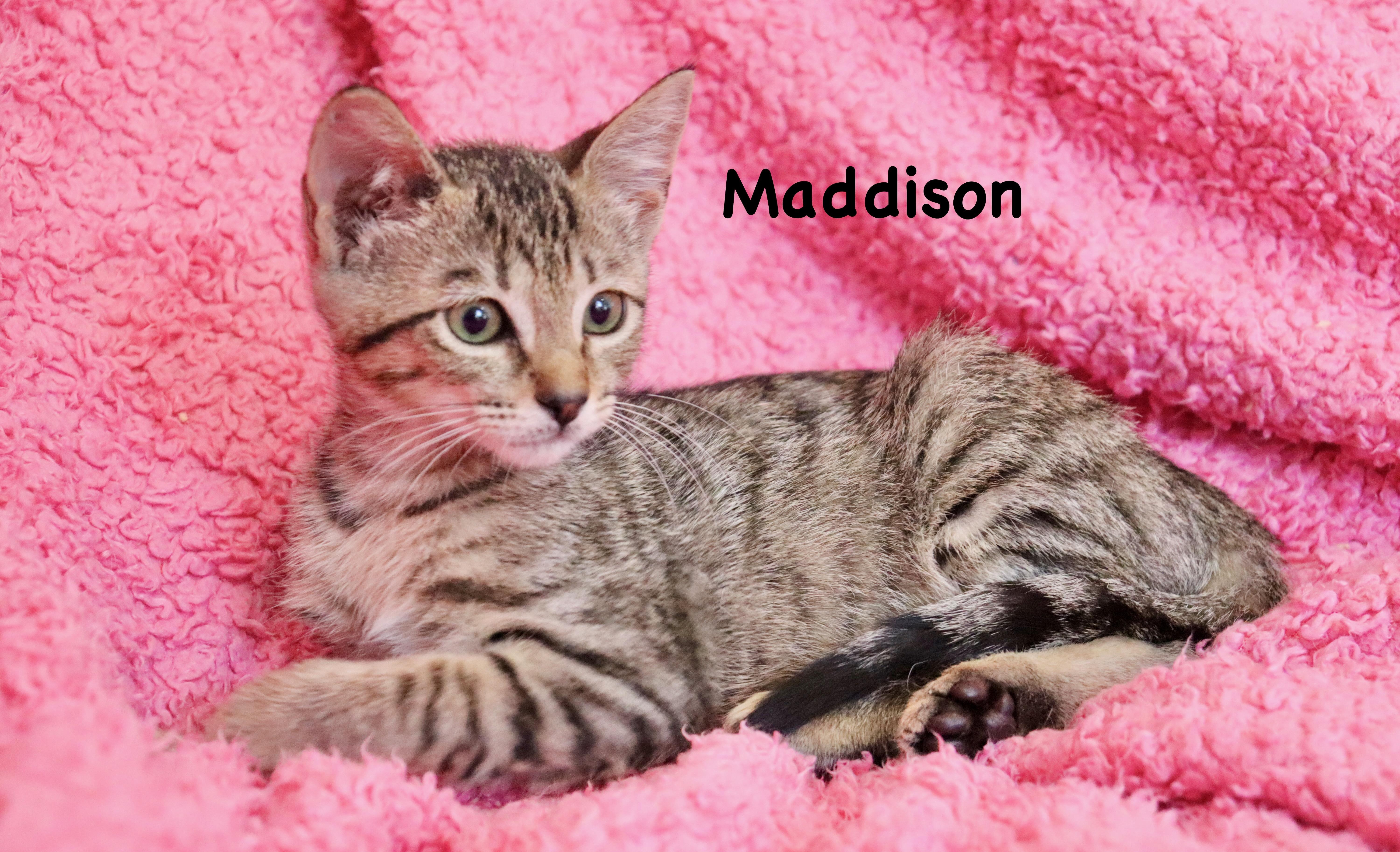 Madison thumbnail 4