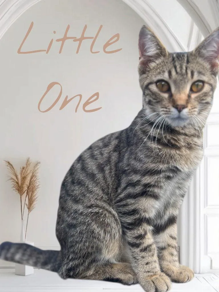 Little One thumbnail 3