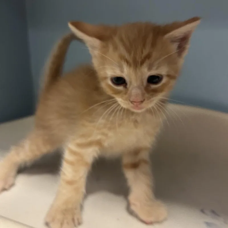 A baby small-sized male Orange / Red Domestic Short Hair cat named Tom for adoption in Chattanooga, TN