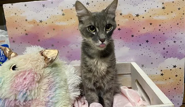 A young medium-sized female Domestic Medium Hair cat named A for adoption in Modesto, CA